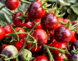 Томат Сині ягоди борова (Blue Boar berries)купити