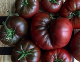 Томат Чорний Кримський (Black Krim)купити
