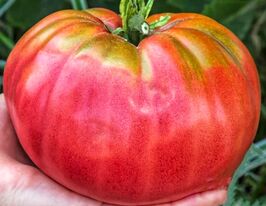 Томат Гігант Бельгії (Giant Belgium)купити
