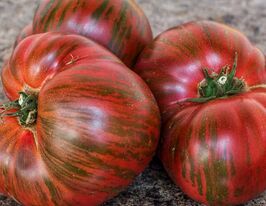 Томат Гном Чорновогняний (Dwarf Black Fire)купити