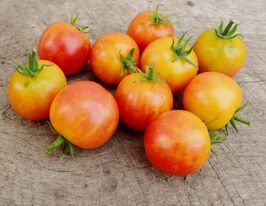 Томат Двоколірна вишня (Bi-Color Cherry)купити