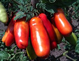 Томат Дровакупити