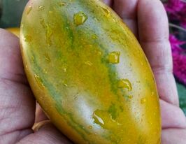 Томат Зелені яйця динозавра (Dino eggs Green)купити