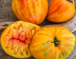 Томат Золоті гори медеокупити