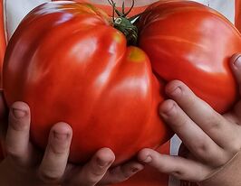 Томат Мега марв (Mega Marv)купити