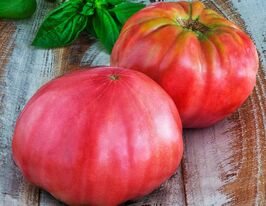 Томат Рожевий біфштекс (Rosa Beefsteak)купити