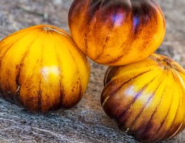 Томат Росомаха (Wolverine)купити