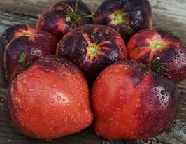 Томат Синие горы сержанта Пеппера (Sgt.Peppers Bluehills) купить