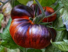 Томат Червоний красень (Red Beauty)купити