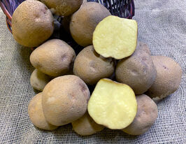 Картофель Пунчи (Punchy) купить