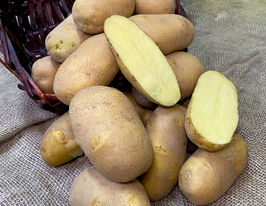 Картофель Инноватор (Innovator) купить
