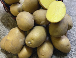 Картофель Кардима (Cardyma) купить