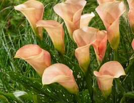 Калла Окланд (Auckland)купити