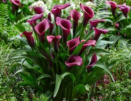 Калла Ла ріве (Le Reve)купити