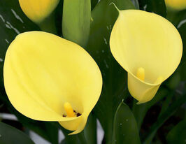 Калла Нові Сан (Novi Sun)купити