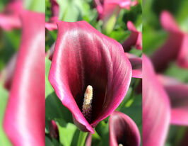 Калла Стінгрей (Stingray)купити