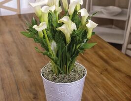 Калла Вайт Презент (White Present)купити