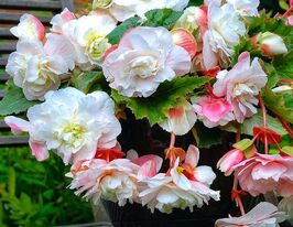 Бегония каскад Одорса Уайт Блаш (Cascade Odorosa White Blush) купить