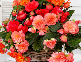 Бегония каскад Одорса Свит Пинк (Cascade Odorosa Sweet Pink) купить