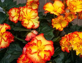 Бегония Криспа маргината Йеллоу Ред (Crispa Marginata Yellow Red) купить