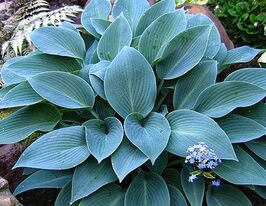 Хоста Блю Кадет (Blue Cadet) купить