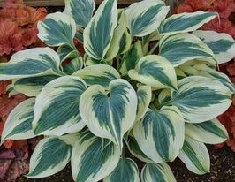 Хоста Блю Айвори (Blue Ivory) купить