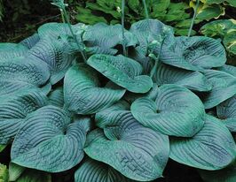 Хоста Блю Маммонс (Blue Mammoth) купить