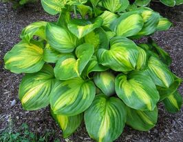 Хоста Кафедрал Виндоус (Cathedral Windows) купить