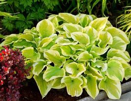 Хоста Дельта Дон (Delta Dawn) купить