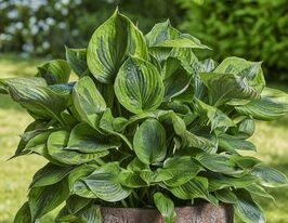 Хоста Грин Патриот (Green Patriot) купить