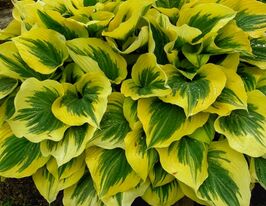 Хоста Либерти (Liberty) купить