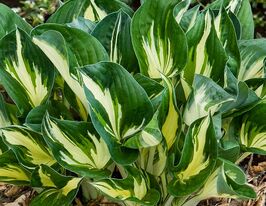 Хоста Стинг (Sting) купить