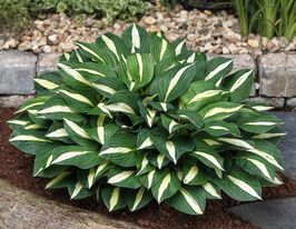 Хоста Уайт Бикини (White Bikini) купить