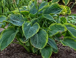 Хоста Ву-Ла-Ла (Wu-La-La) купить