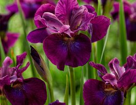 Ирис сибирский Хабард (sibirica Hubbard) купить