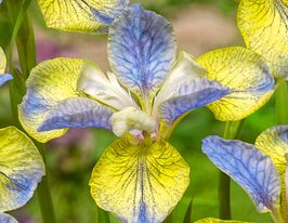 Ірис сибірський Тіпт ін Блу (Sibirica Tipped in Blue)купити