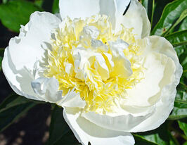 Пион Афродита Кисс (Aphrodite's Kiss) купить