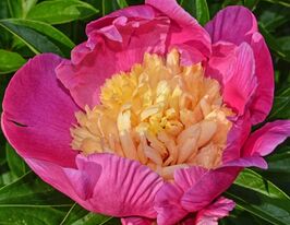 Пион Бьютифул Сеньорита (Beautiful Senorita) купить