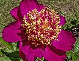 Півонія Мікадо (Mikado)купити