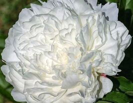 Півонія Міссіс Френк Біч (Mrs. Frank Beach)купити