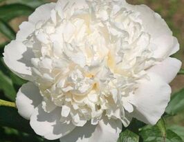 Півонія Вайт Шарм (White Charm)купити