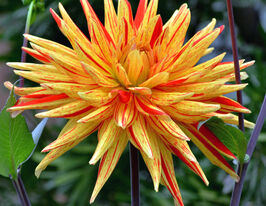 Жоржина кактусовидна Страйпед Вулкан (Striped Vulcan)купити