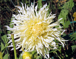 Жоржина декоративна Тсукі-Йорі-но-Шіста (Tsuki-Yori-No-Shisha) в горщикукупити