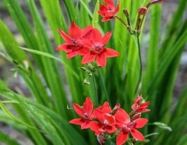 Аноматека Laxaкупити