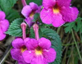 Ахиминес Хари Уильямс (Harry Williams) купить