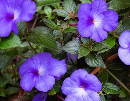 Ахименес Каталея (Cattleya) купить