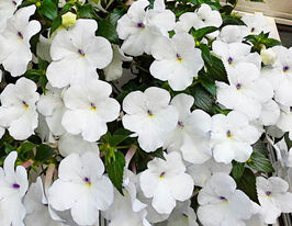 Ахименес Мажор (Major (Jaureguia Maxima) купить