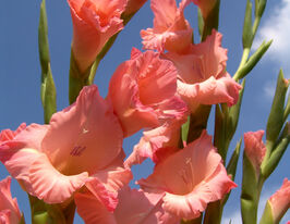 Гладиолус Джорджия Пичь (Georgia Peach) купить