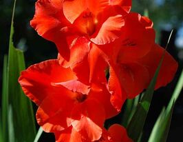 Гладіолус Хантінг Сонг (Hunting Song)купити