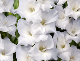 Гладиолус Сноудон (Snowdon) купить